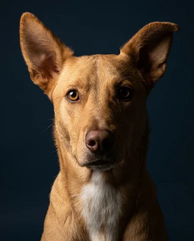 Dino studio portrait 1