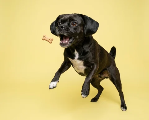 Milo studio portrait 1