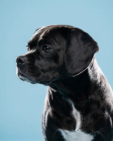 Milo studio portrait 2